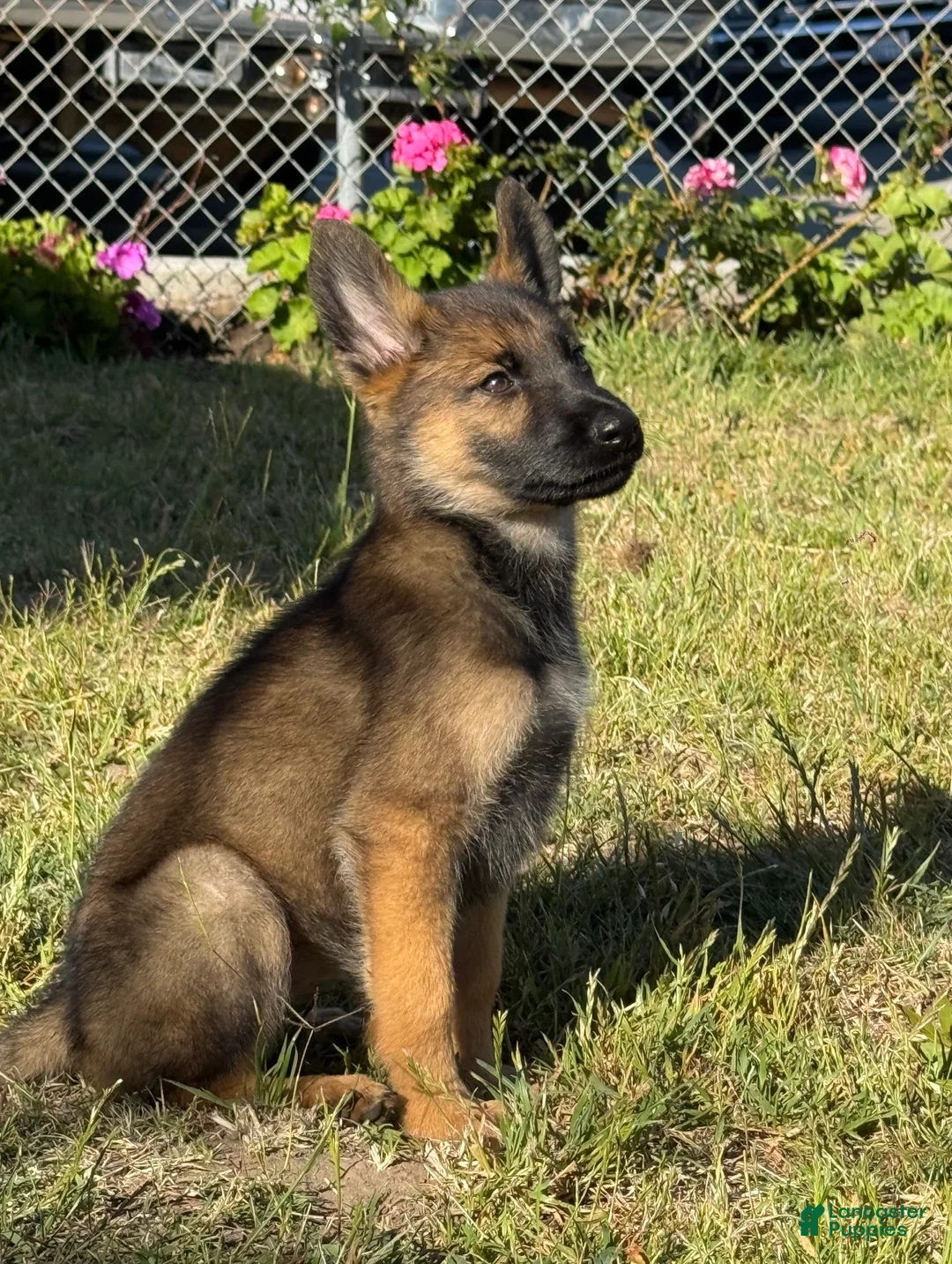 German Shepherd dogs for sale: German Shepherd 4 - Ad 1
