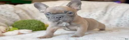 French Bulldog dogs for sale: Biscotti - Ad 3