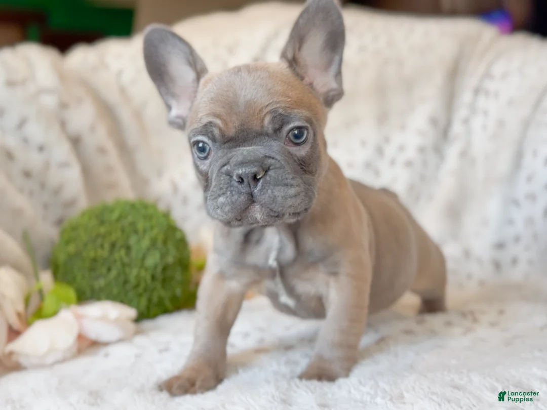 French Bulldog dogs for sale: Biscotti - Ad 3