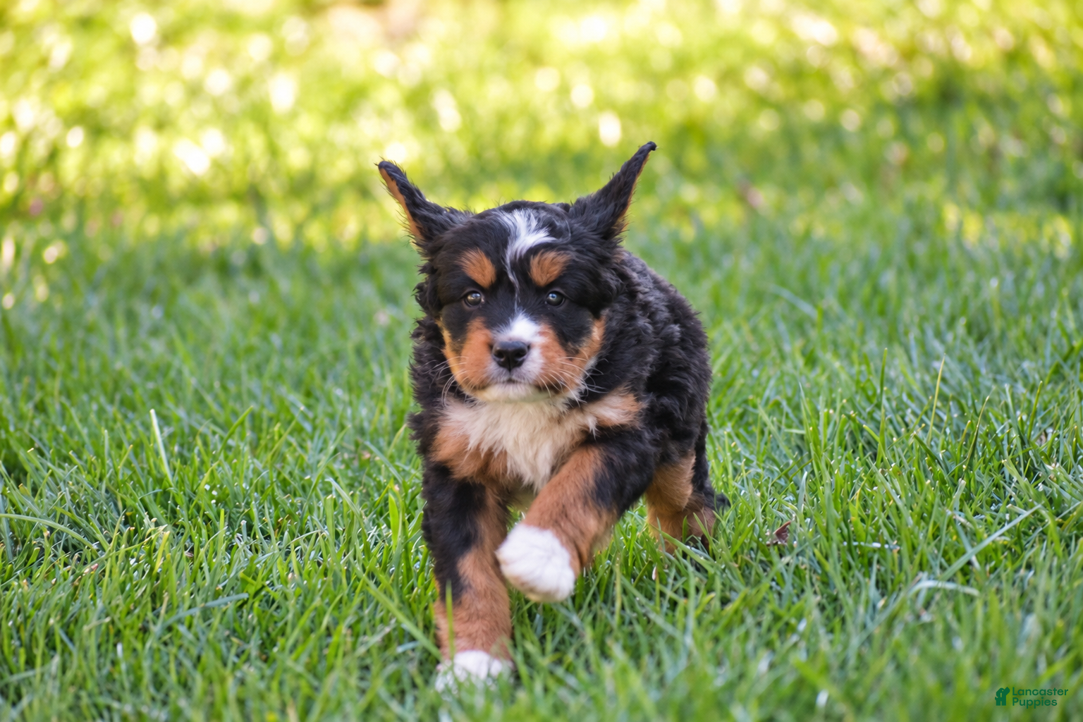 Mixed Breed dogs for sale: Sutton - Mini Bernedoodle - Ad 2