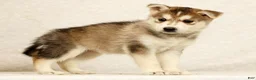 Gerberian Shepsky dogs for sale: Cindy - Ad 5