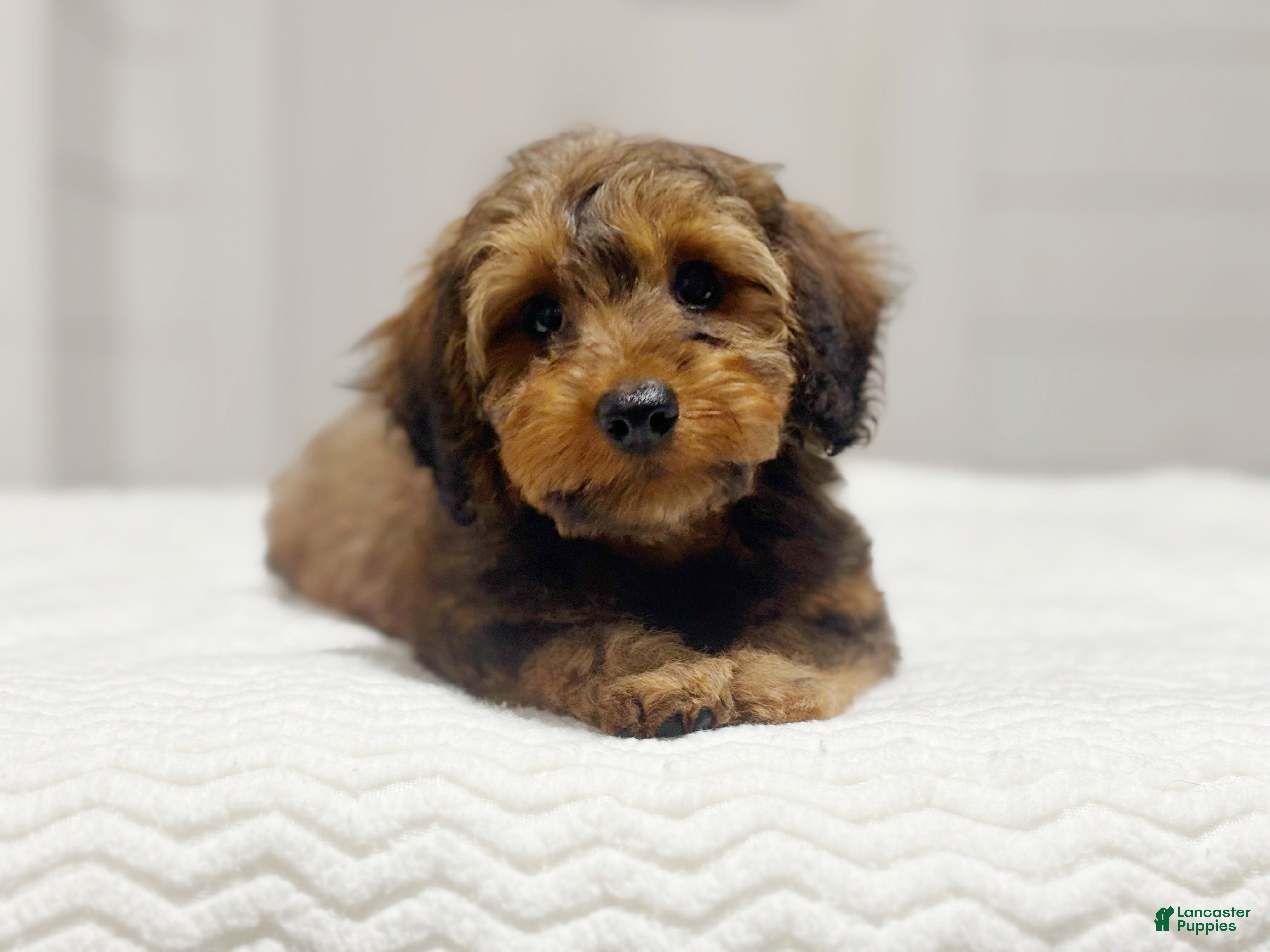 Miniature Dachshund dogs Marlo - Ad 21