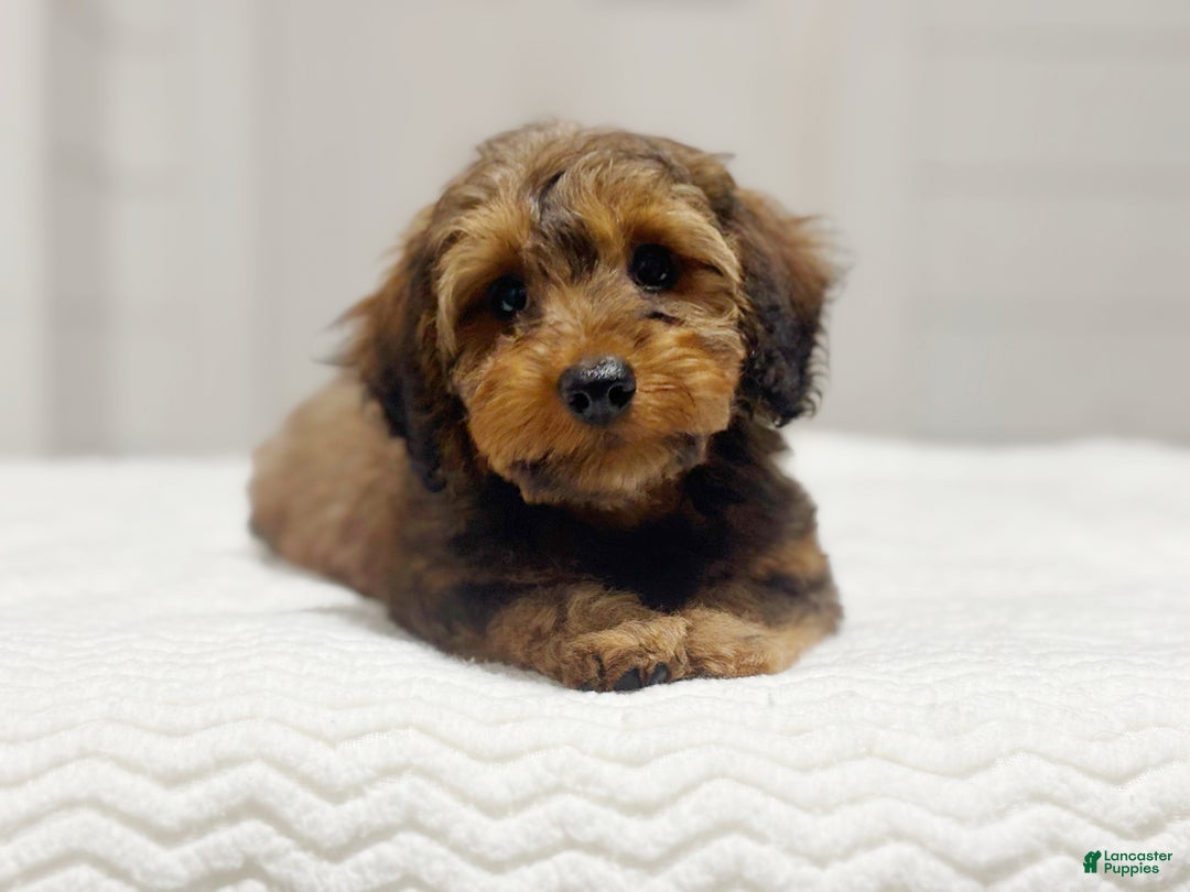 Miniature Dachshund dogs for sale: Marlo - Ad 1