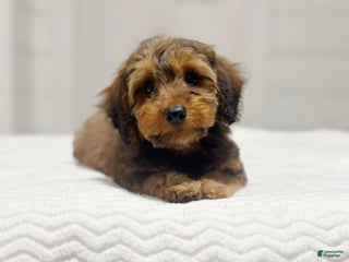 Miniature Dachshund dogs Marlo - Ad 38