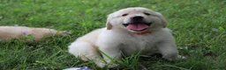 Golden Retriever dogs for sale: Golden Retriever 6 - Ad 5