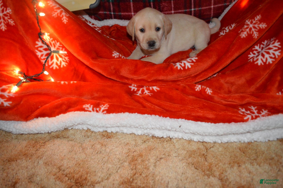 Labrador Retriever dogs for sale: Jasper - Ad 1