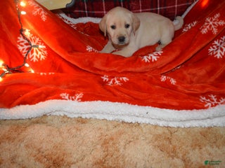 Labrador Retriever dogs Jasper - Ad 18