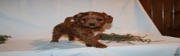 Cavapoo dogs for sale: Sally - Ad 6