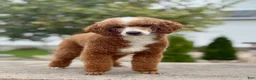 Mini Goldendoodle dogs for sale: Liam - Ad 9