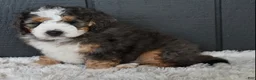 Mini Bernedoodle dogs for sale: Jett F1b - Ad 4