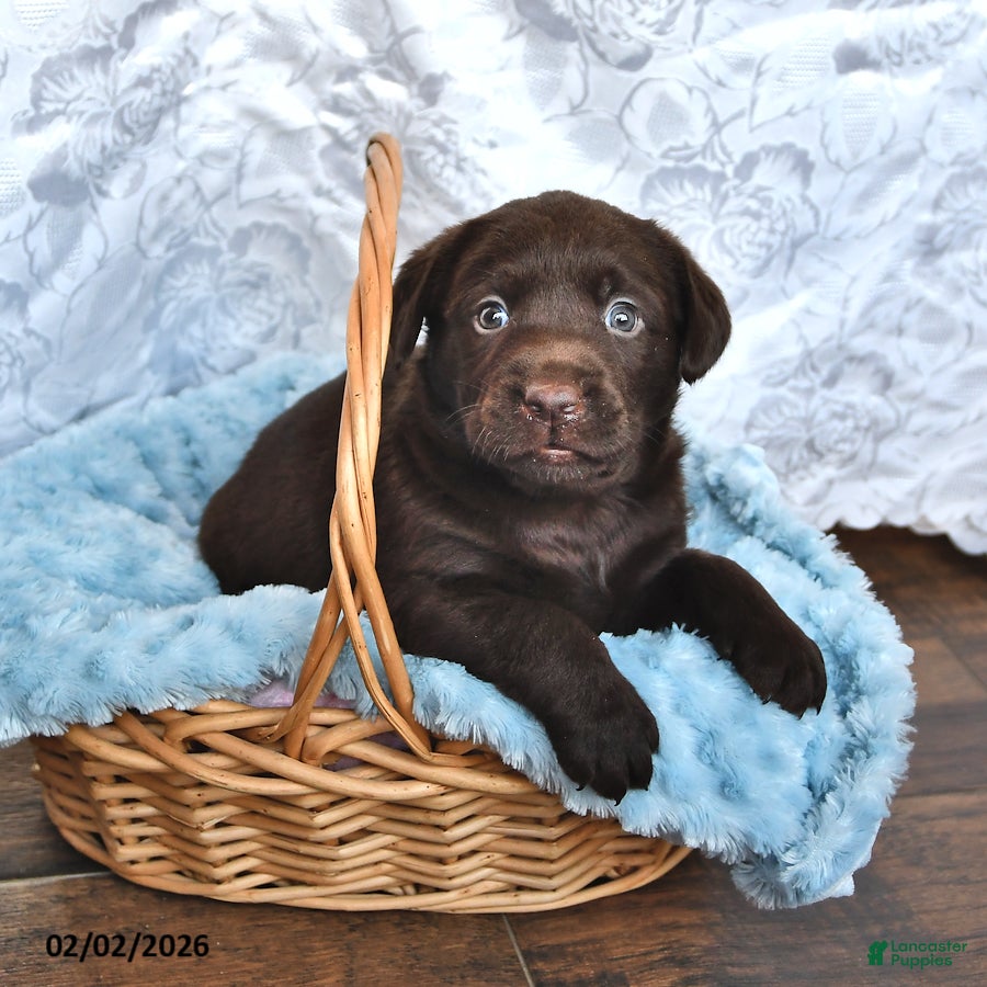 Labrador Retriever dogs Levi - Ad 2