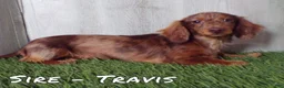 Miniature Dachshund dogs for sale: Leo - Ad 11