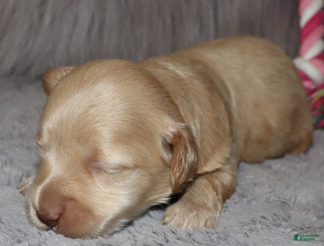 Havapoo dogs for sale: Angie👨‍👨‍👦‍👦💞🐕Miniature - Ad 13