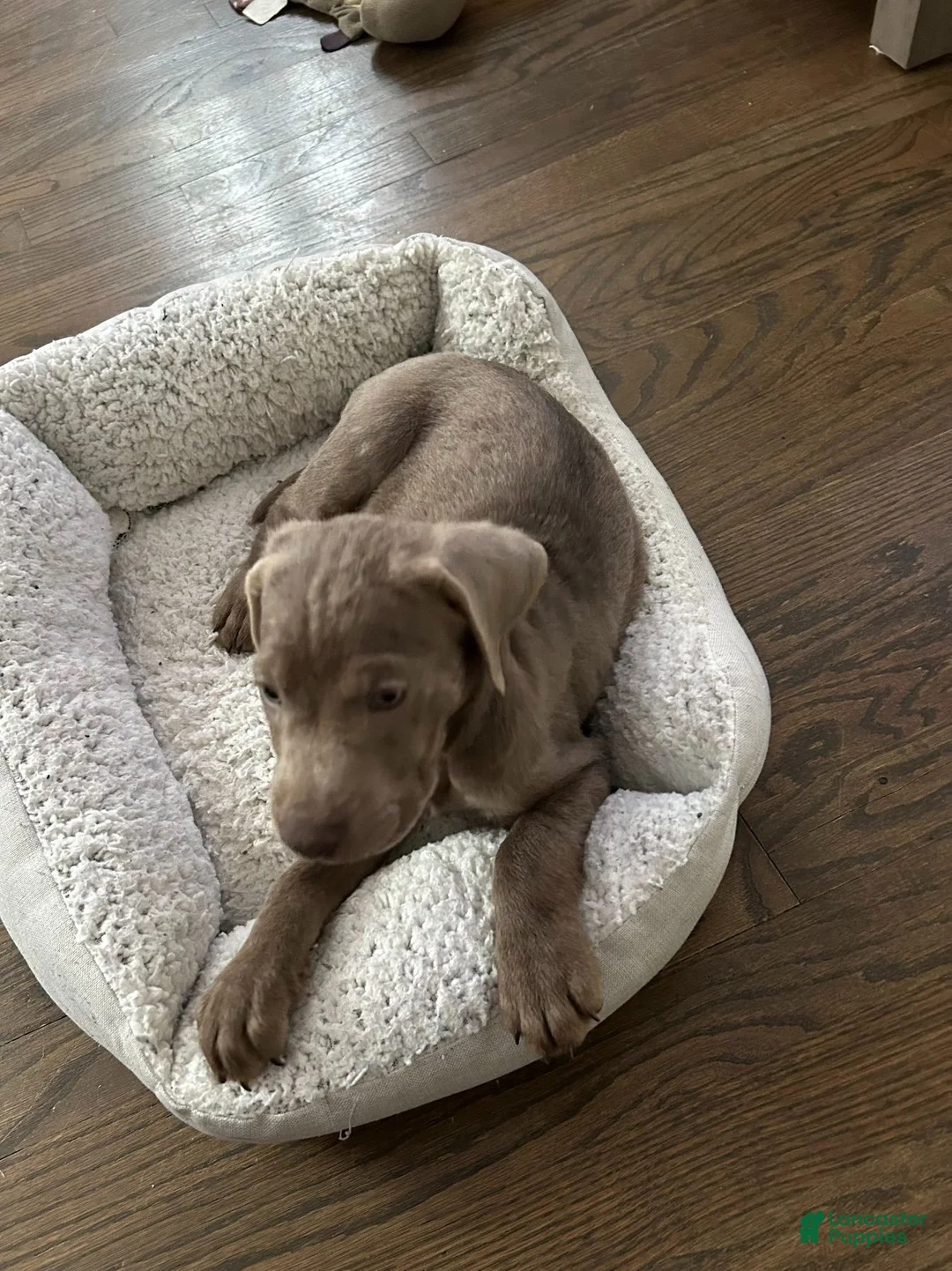 Labrador Retriever dogs for sale: AKC Registered Silver Labrador Retriever Puppy – Female - Ad 7