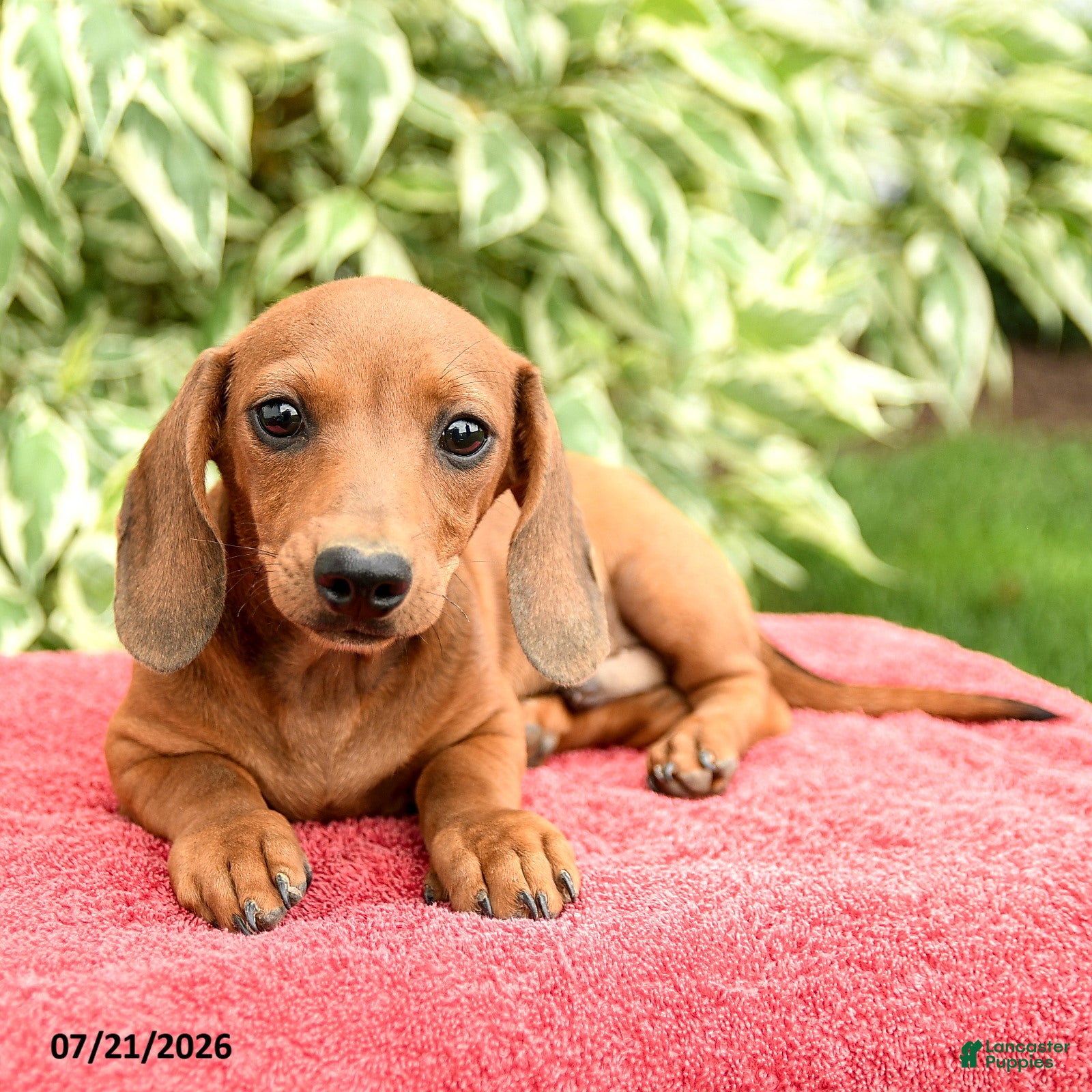 Miniature Dachshund dogs Noodle - Ad 2