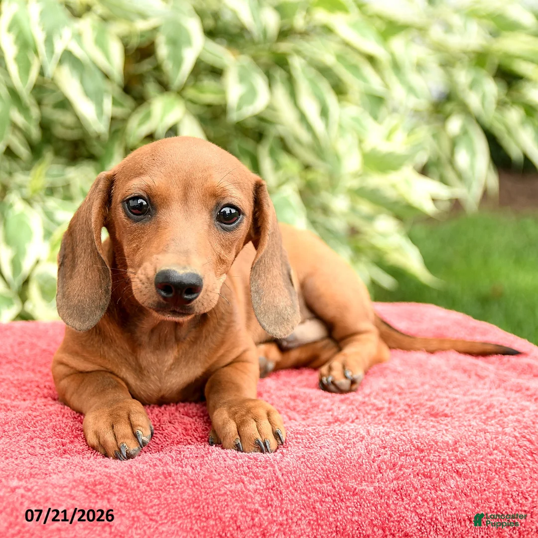 Miniature Dachshund dogs for sale: Noodle - Ad 2