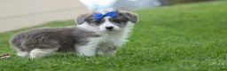 Corgipoo dogs for sale: NOAH - Ad 7