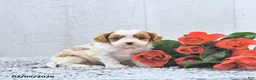 Cavapoo dogs for sale: Marlo - Ad 1
