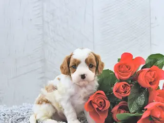 Cavapoo dogs Marlo - Ad 13