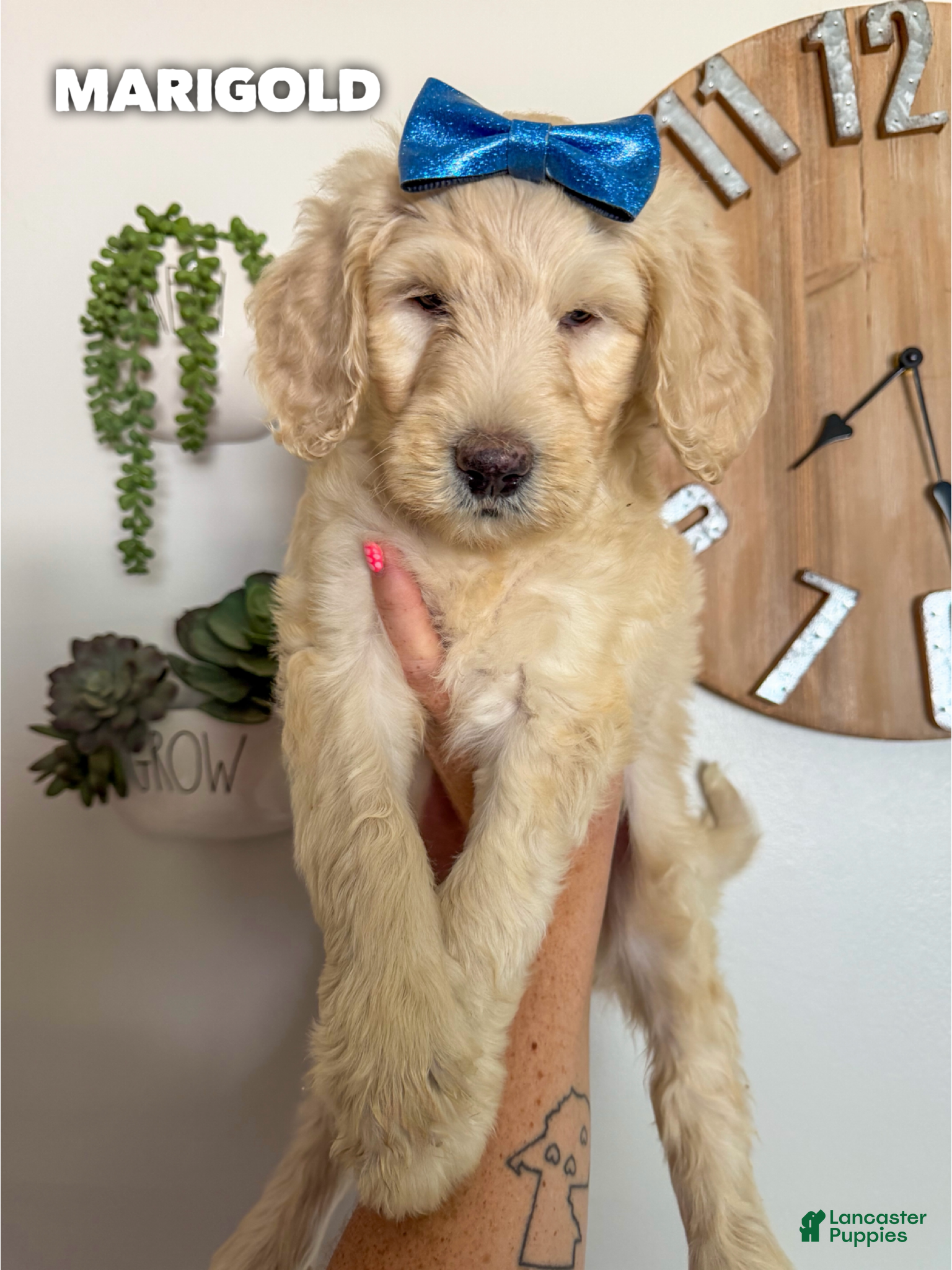 Goldendoodle dogs Marigold - F1b - Ad 1