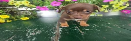 Chihuahua dogs for sale: Tyler - Ad 4