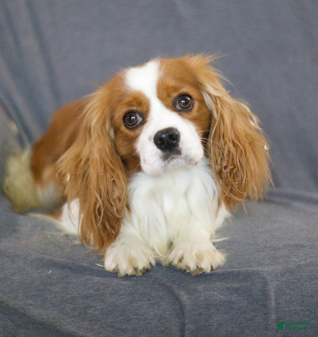 Cavalier King Charles Spaniel dogs for sale: Ivonna - Ad 7