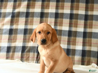 Labrador Retriever dogs - Ad 42