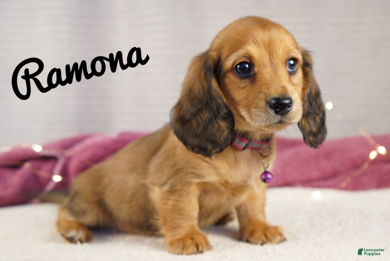 Dachshund dogs Ramona - Ad 2