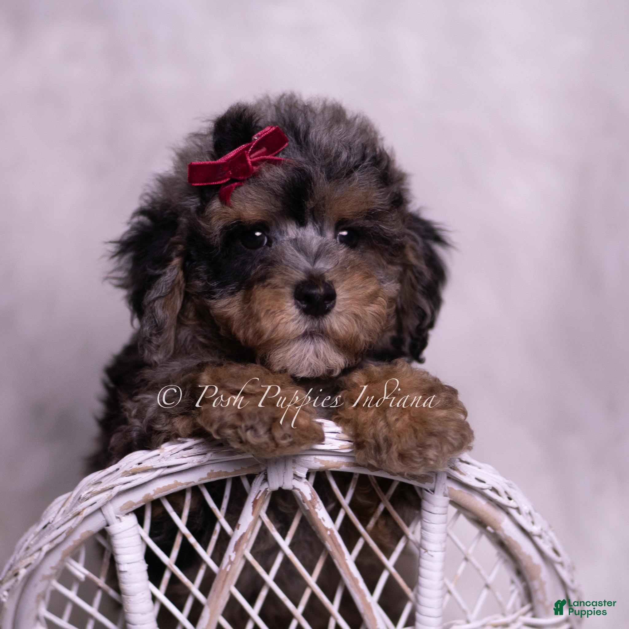 Miniature Poodle dogs Aspen  - Ad 24