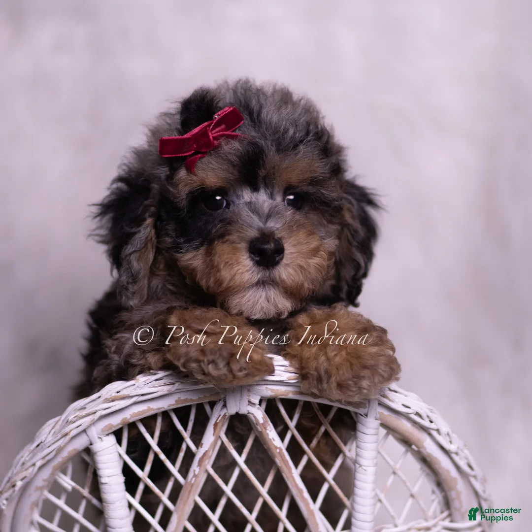 Miniature Poodle dogs for sale: Aspen  - Ad 1