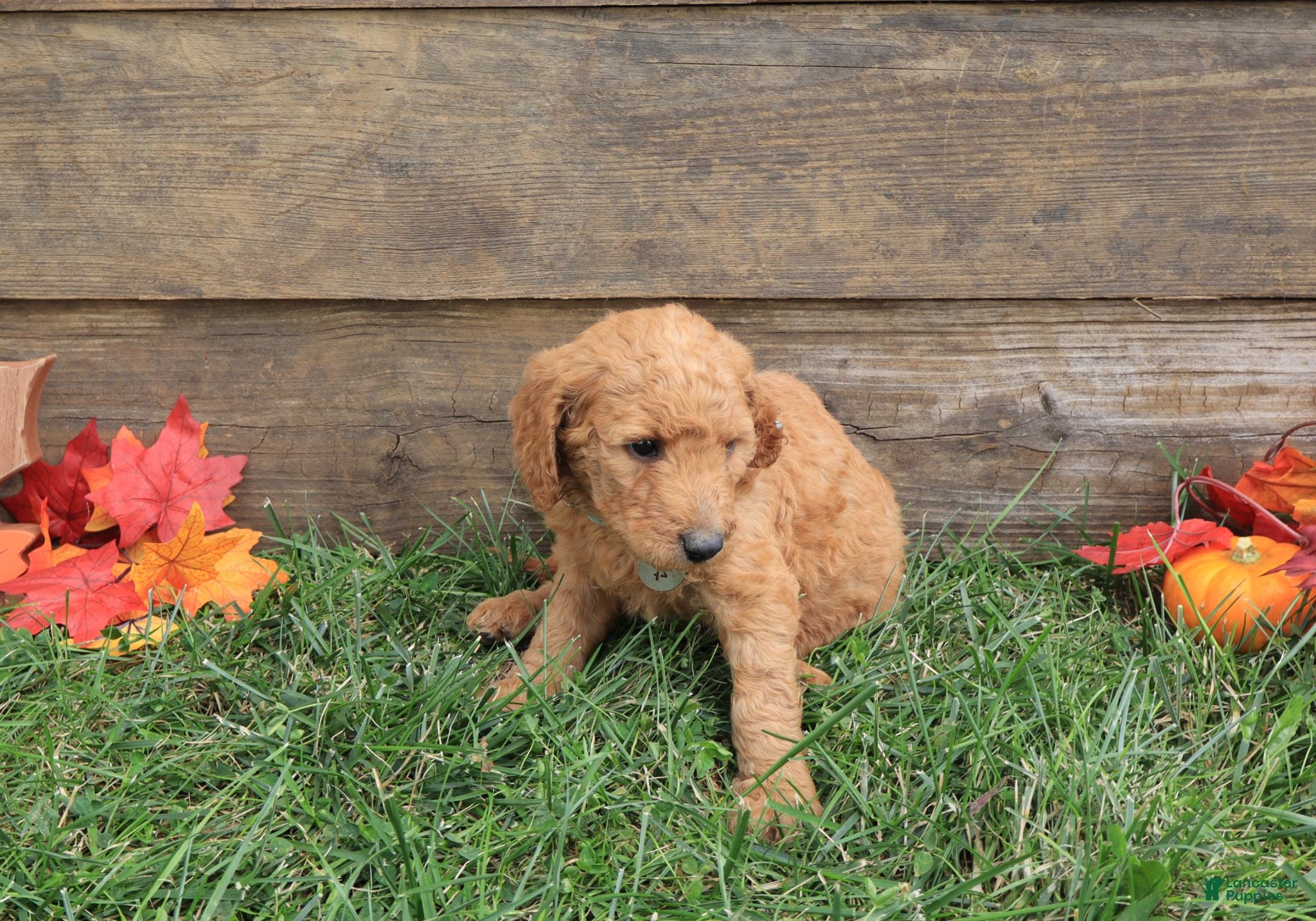 Goldendoodle dogs Grace - Ad 2