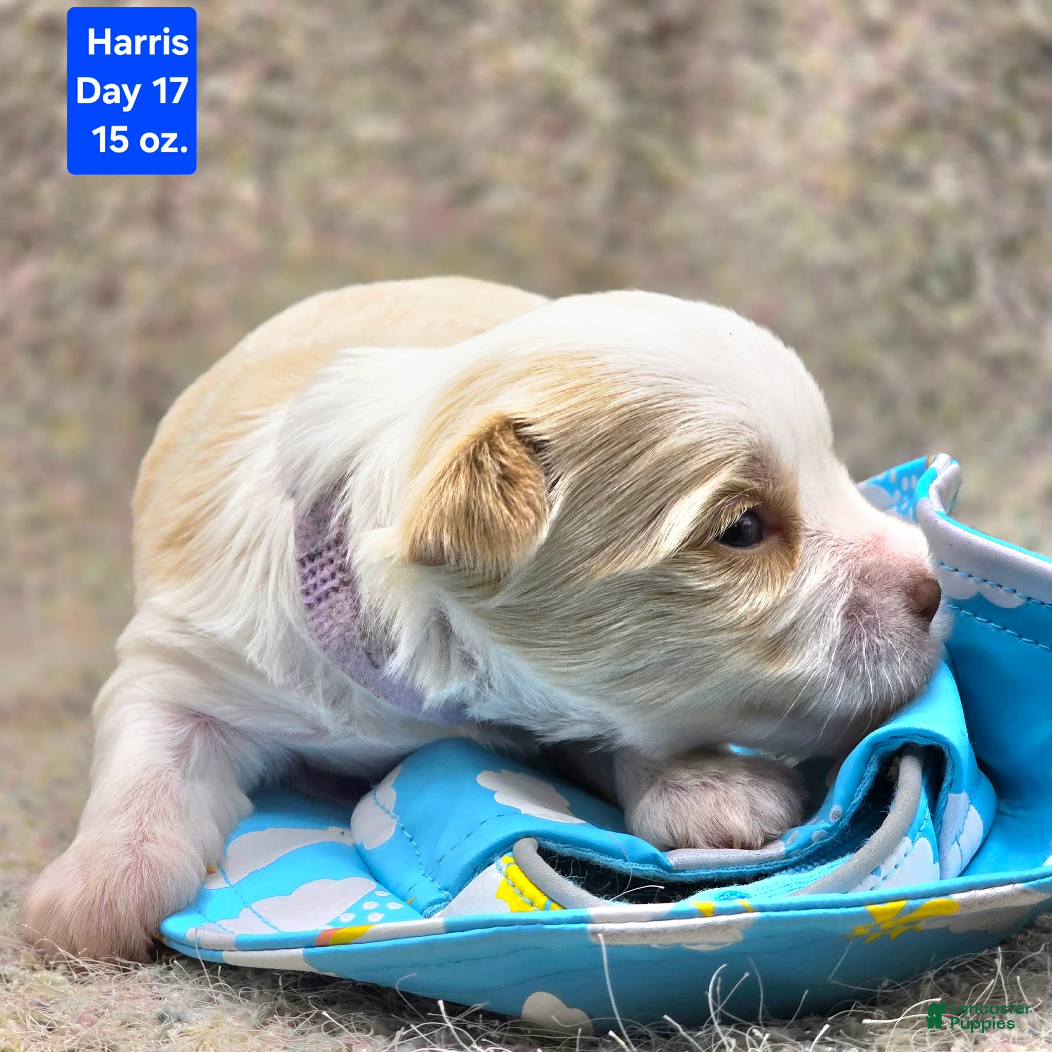 Yorkshire Terrier dogs Harris - Ad 37