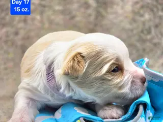 Yorkshire Terrier dogs Harris - Ad 37