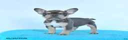 French Bulldog dogs for sale: Dozer - Ad 3
