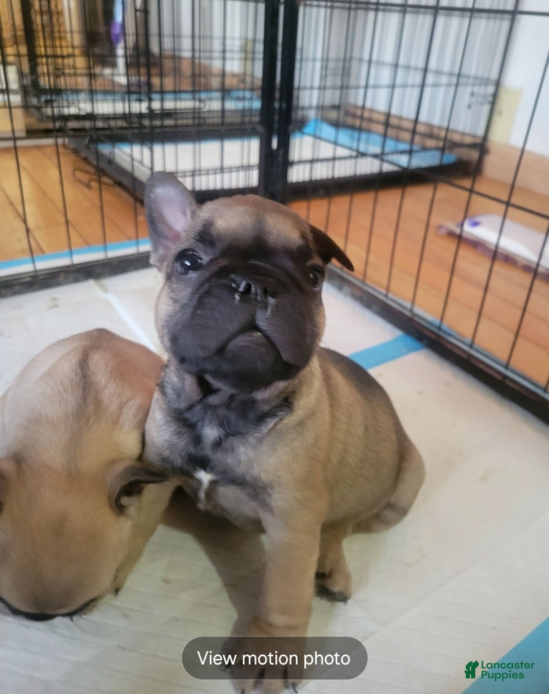 French Bulldog dogs French Bulldog Puppy 1 - Ad 23