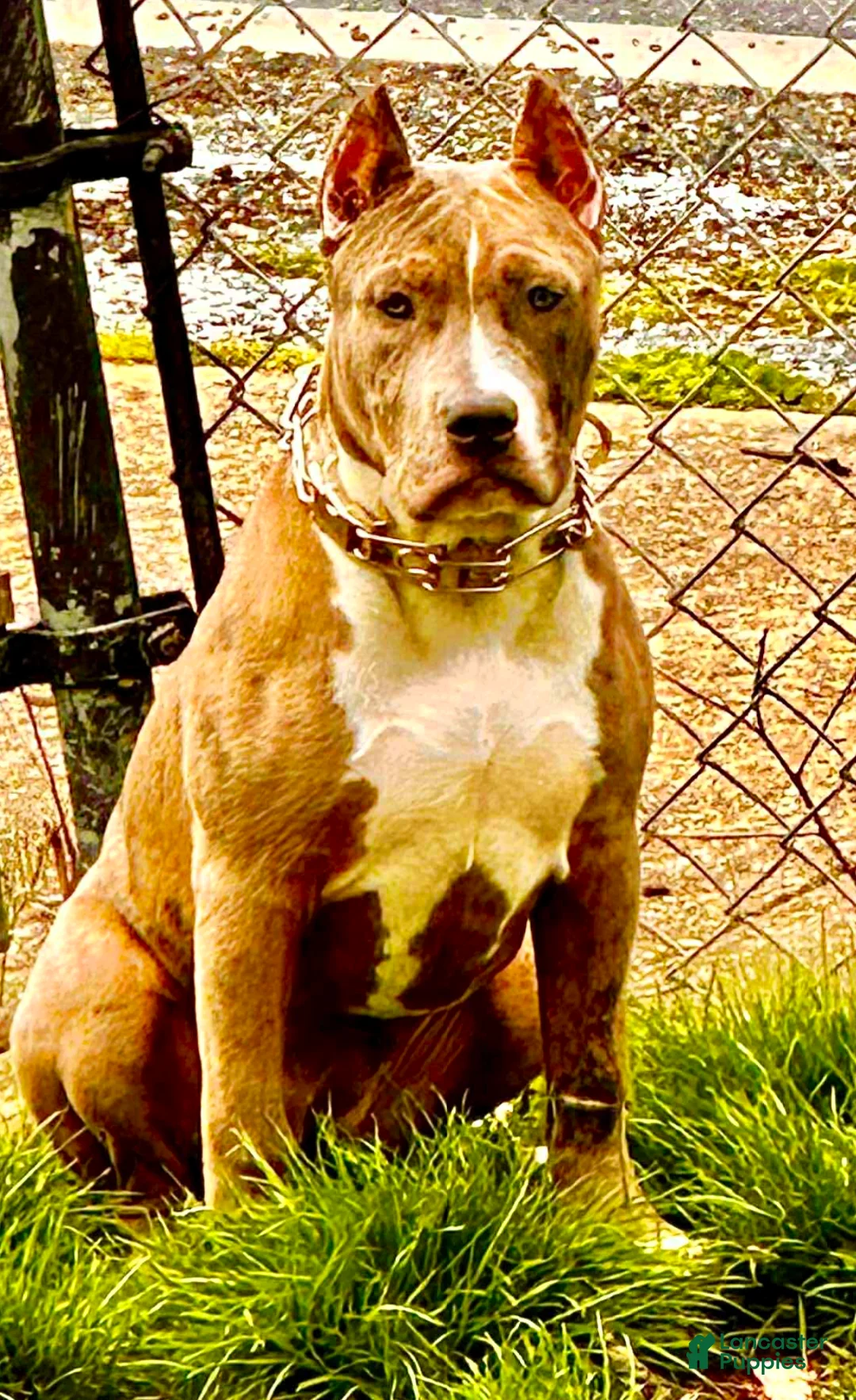 American Bully dogs for sale: AALIYAH - Ad 7