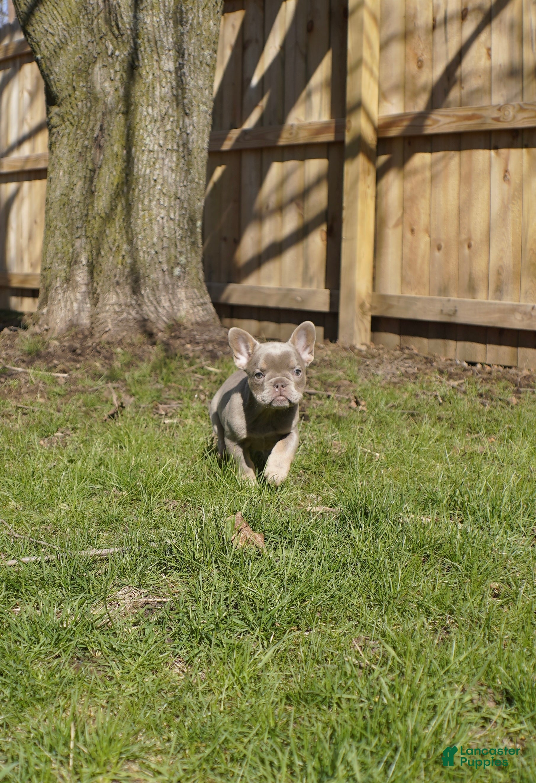 French Bulldog dogs New Shade Isabella w tan points (fluffy carrier ?) - Ad 1