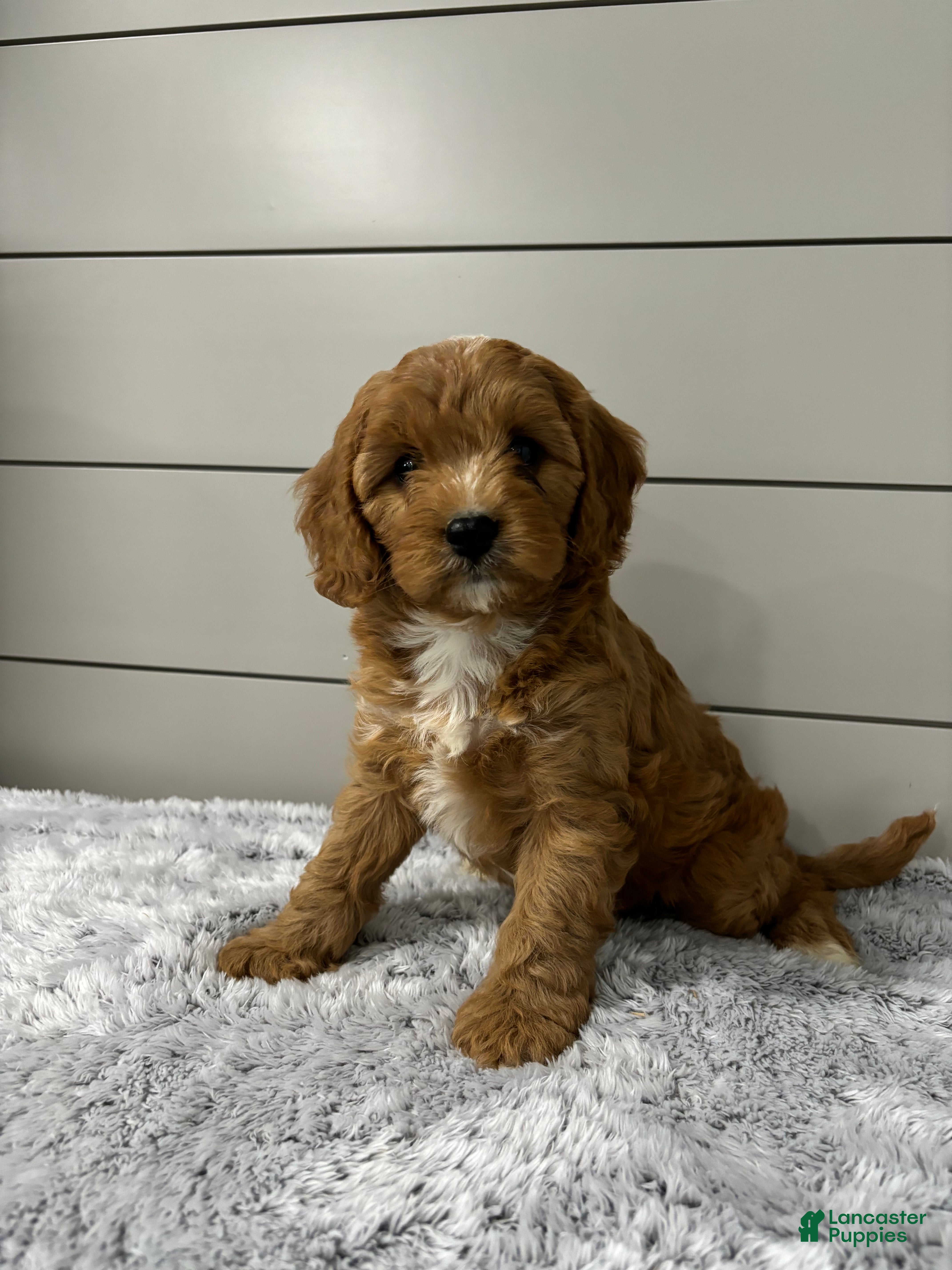 Cavapoo dogs Nova - Ad 2