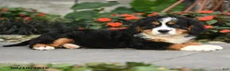 Miniature Bernese Mountain Dog dogs for sale: Jackson - Ad 3