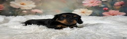 Miniature Dachshund dogs for sale: AKC-Murphy - Ad 9