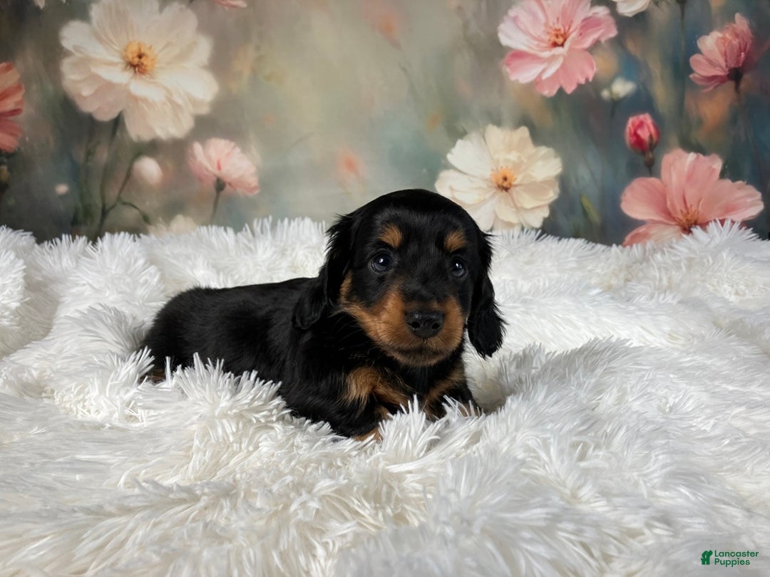 Miniature Dachshund dogs for sale: AKC-Murphy - Ad 9