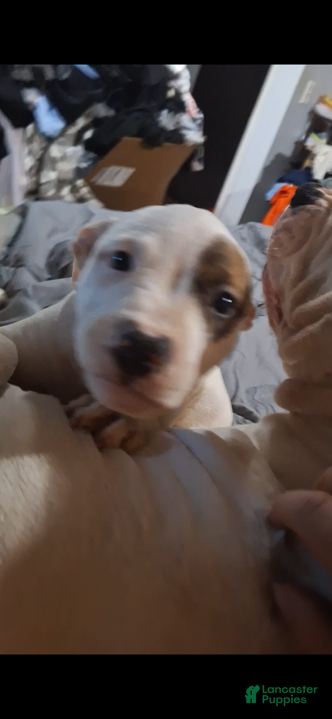 American Pit Bull Terrier dogs American Pit Bull Terrier 4 - Ad 2