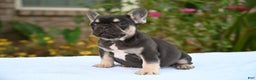French Bulldog dogs for sale: Carmen  - Ad 8