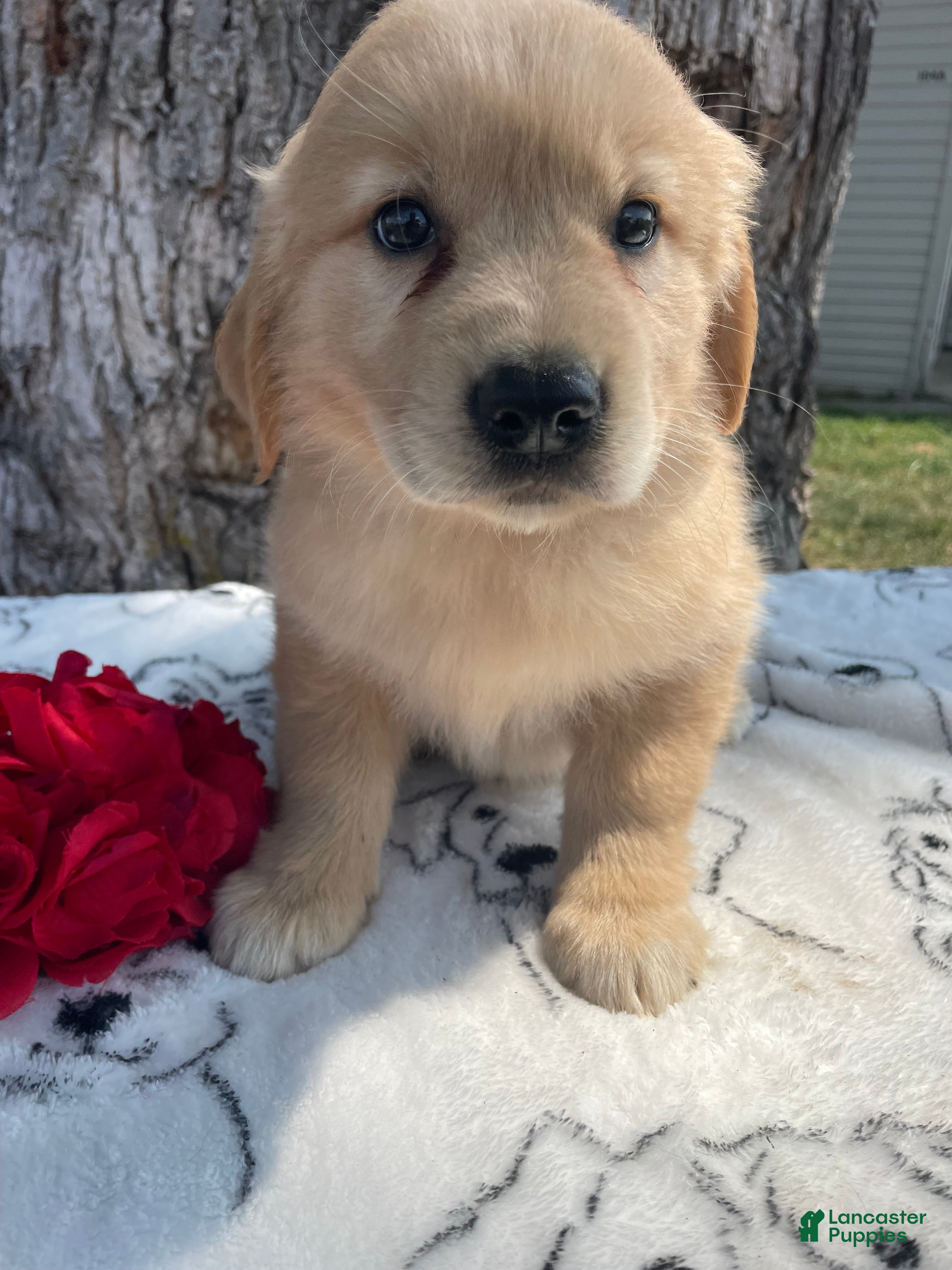 Mixed Breed dogs Bubbles - Ad 41