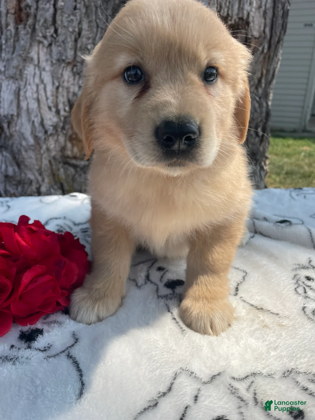 Mixed Breed dogs for sale: Bubbles - Ad 1