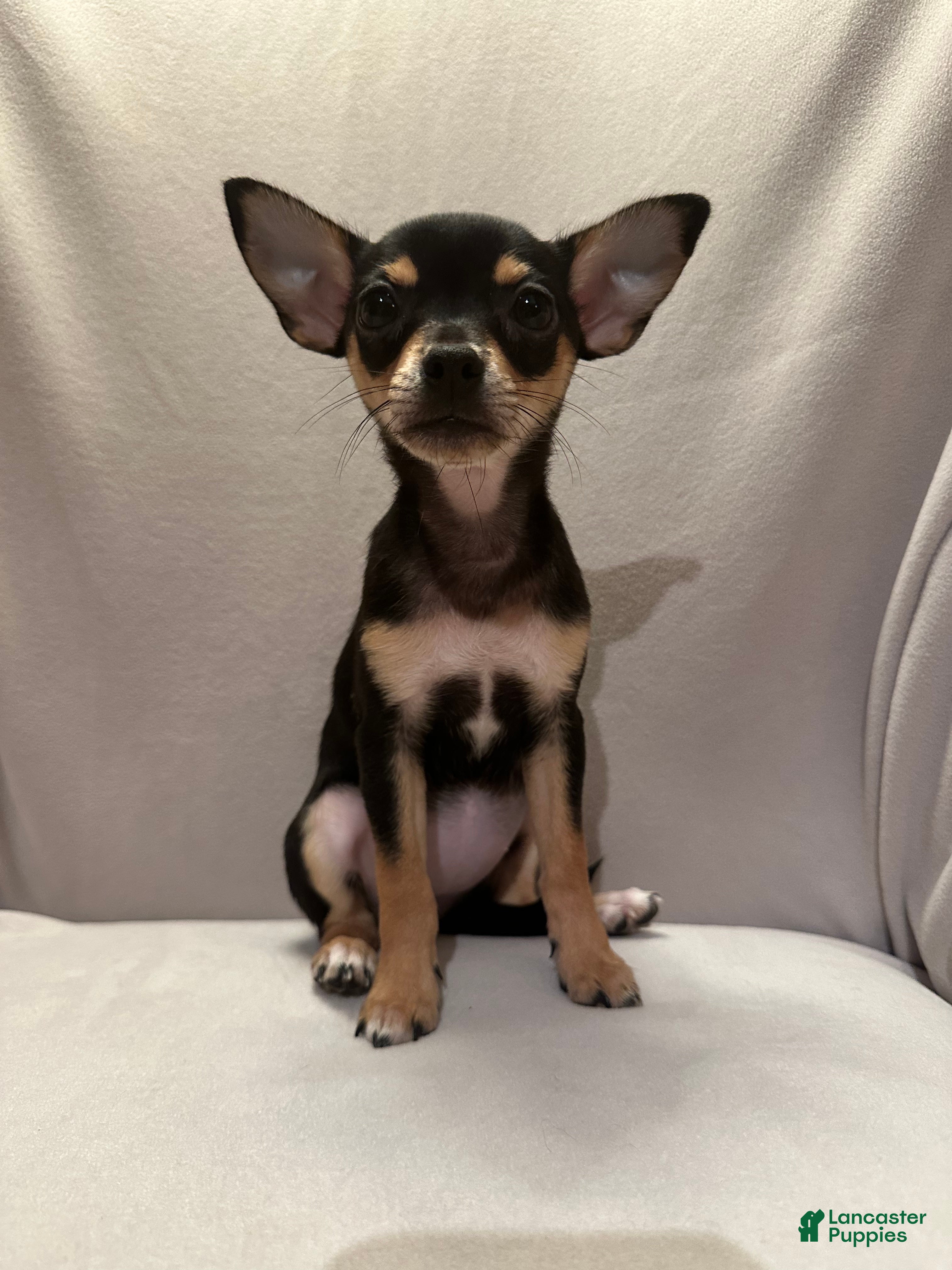 Chihuahua dogs Sadie - Ad 12