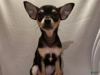 Chihuahua dogs - Ad 42