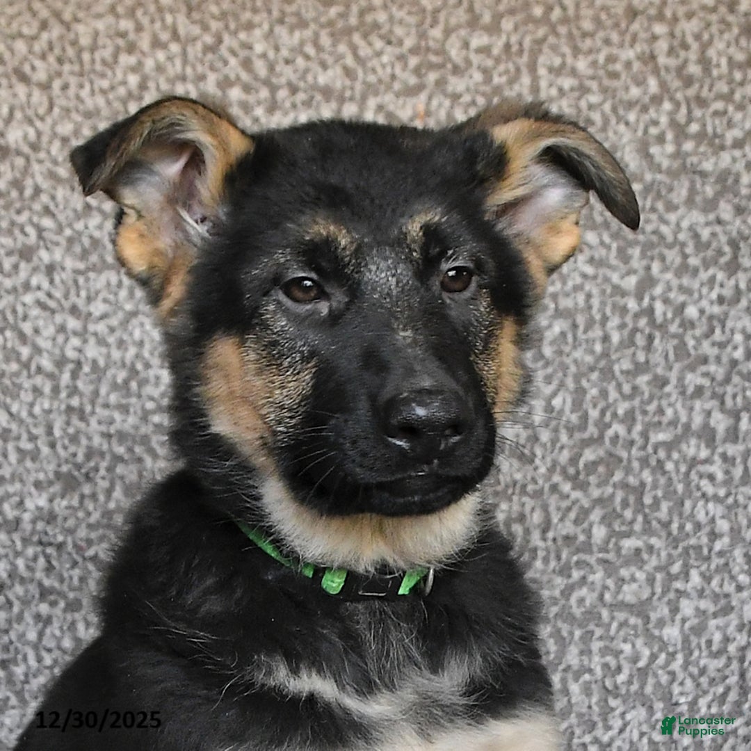 German Shepherd dogs for sale: Sofia - Ad 4