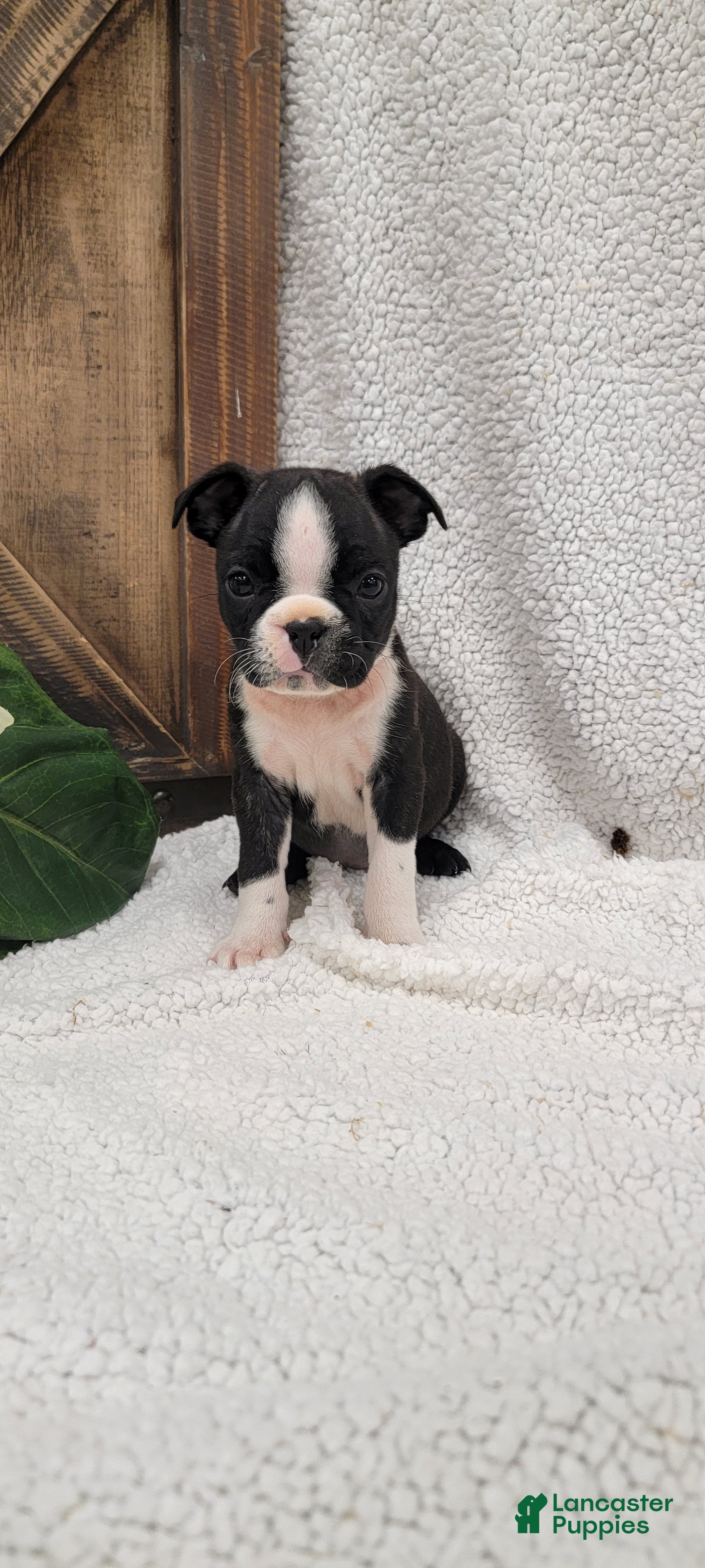Boston Terrier dogs Bella - Ad 1
