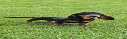 Miniature Dachshund dogs for sale: Abby - Ad 3